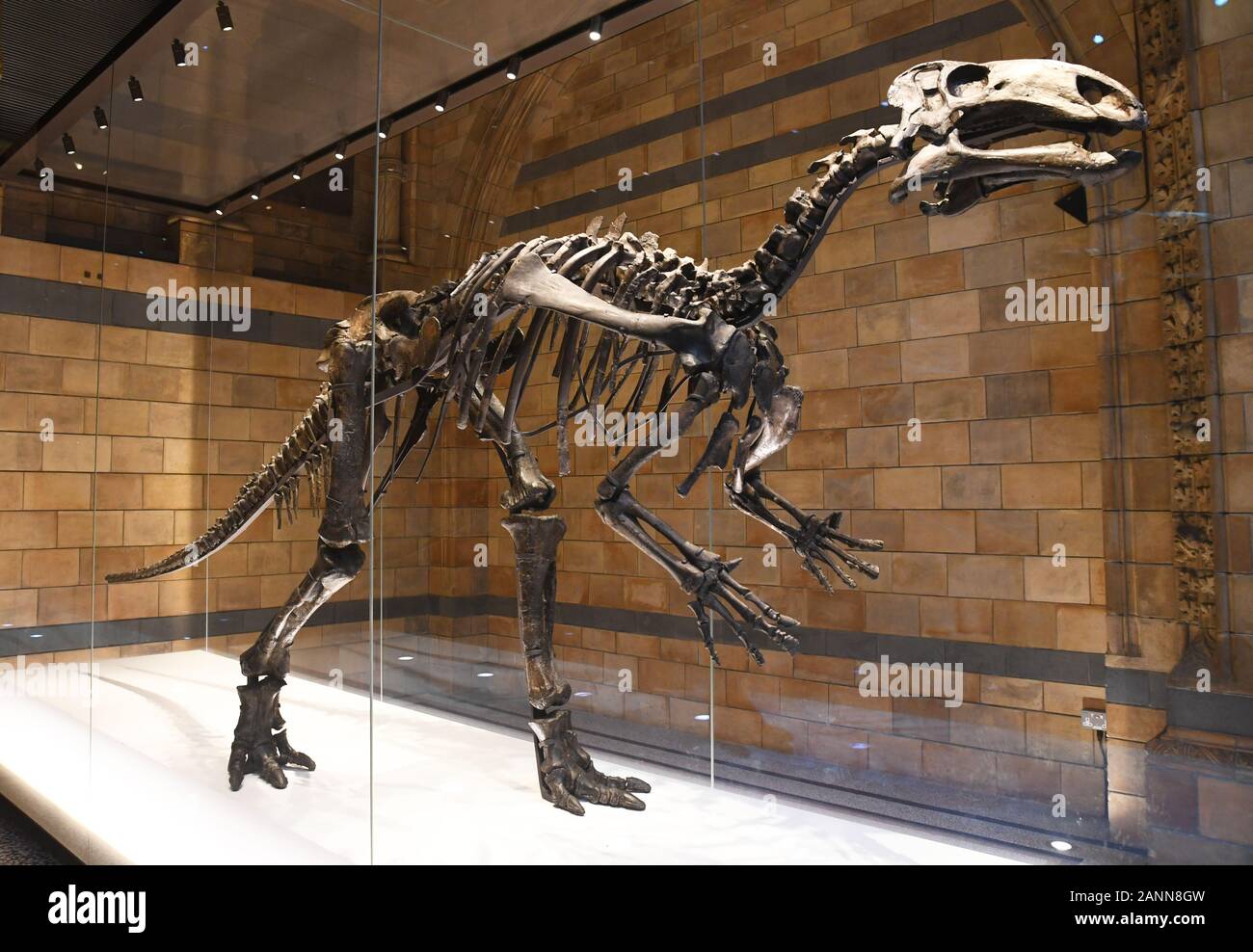 Dinosuar Skeleton in der Hintze Hall, Natural History Museum, London, England, Großbritannien Stockfoto