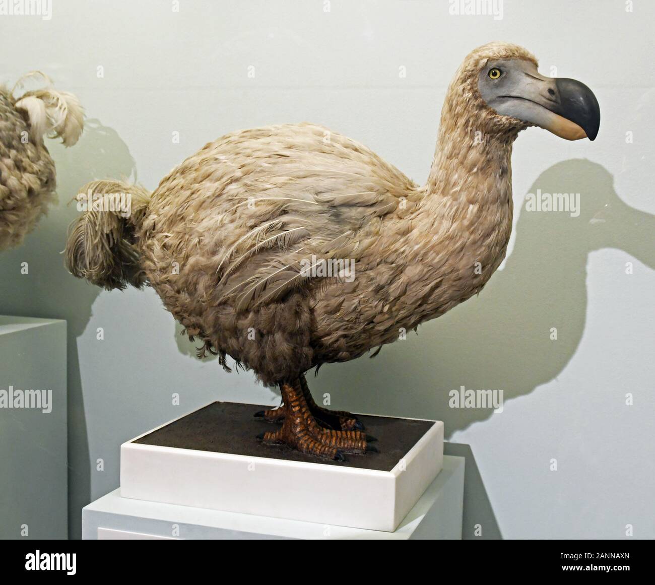 Dodo am Natural History Museum, London, England, Großbritannien Stockfoto