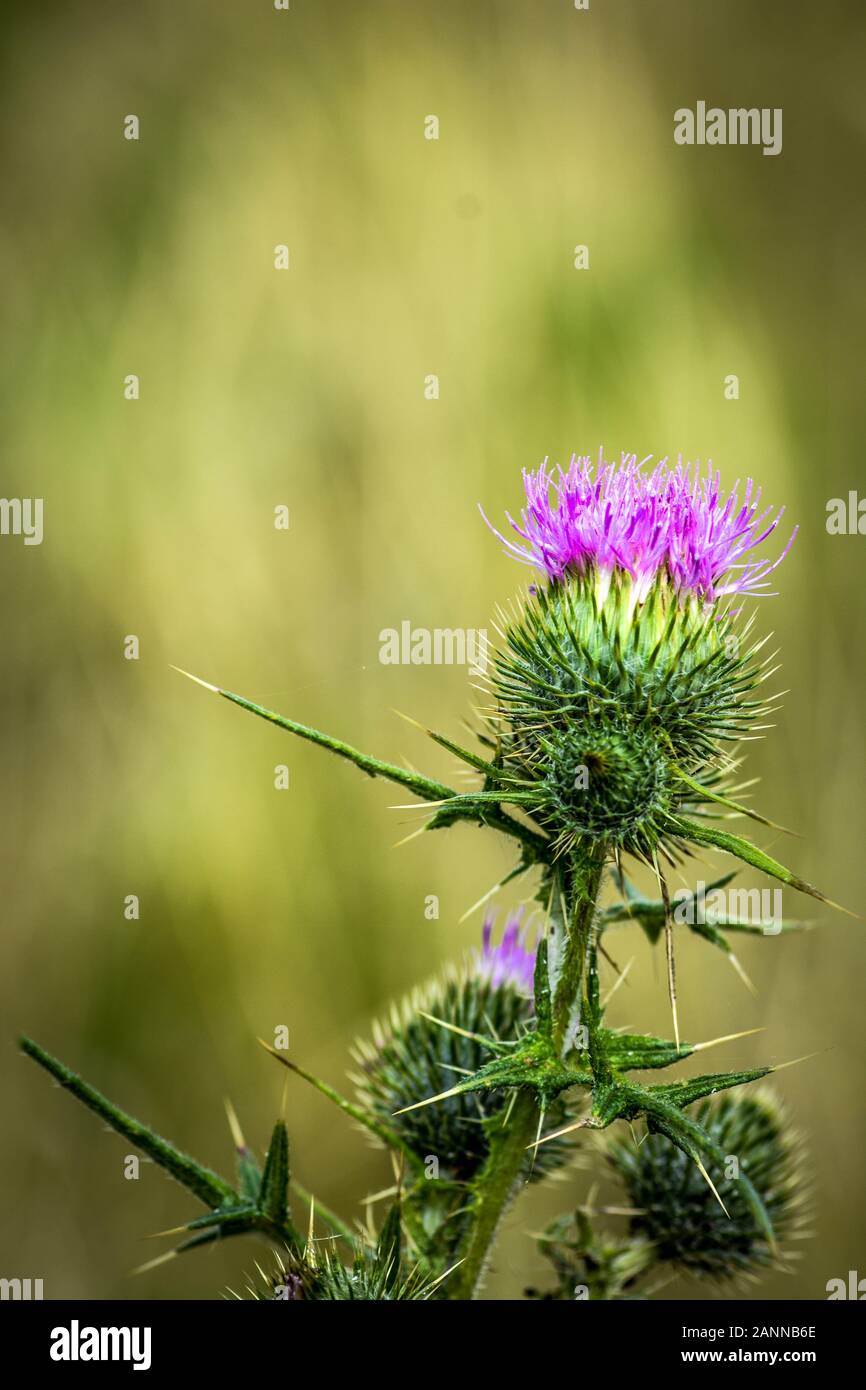 Nahaufnahme der Distel in der Blume vor verschwommenem Hintergrund. Stockfoto