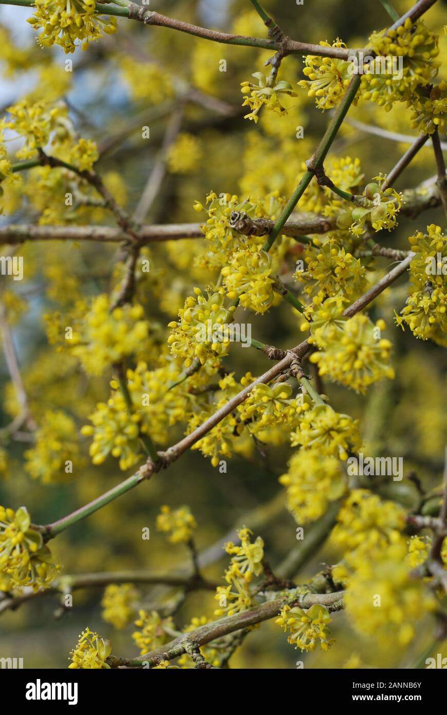 Gelbes, blosses Hintergrundbild in Nahaufnahme mit Zweigen Stockfoto