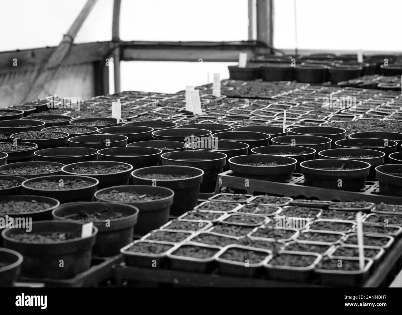 Auswahl von Gartenpflanzen Töpfe aufgereiht warten auf den Gärtner, um Samen zu Pflanzen und verteilen sie bereit für den Frühling, Devon UK Stockfoto