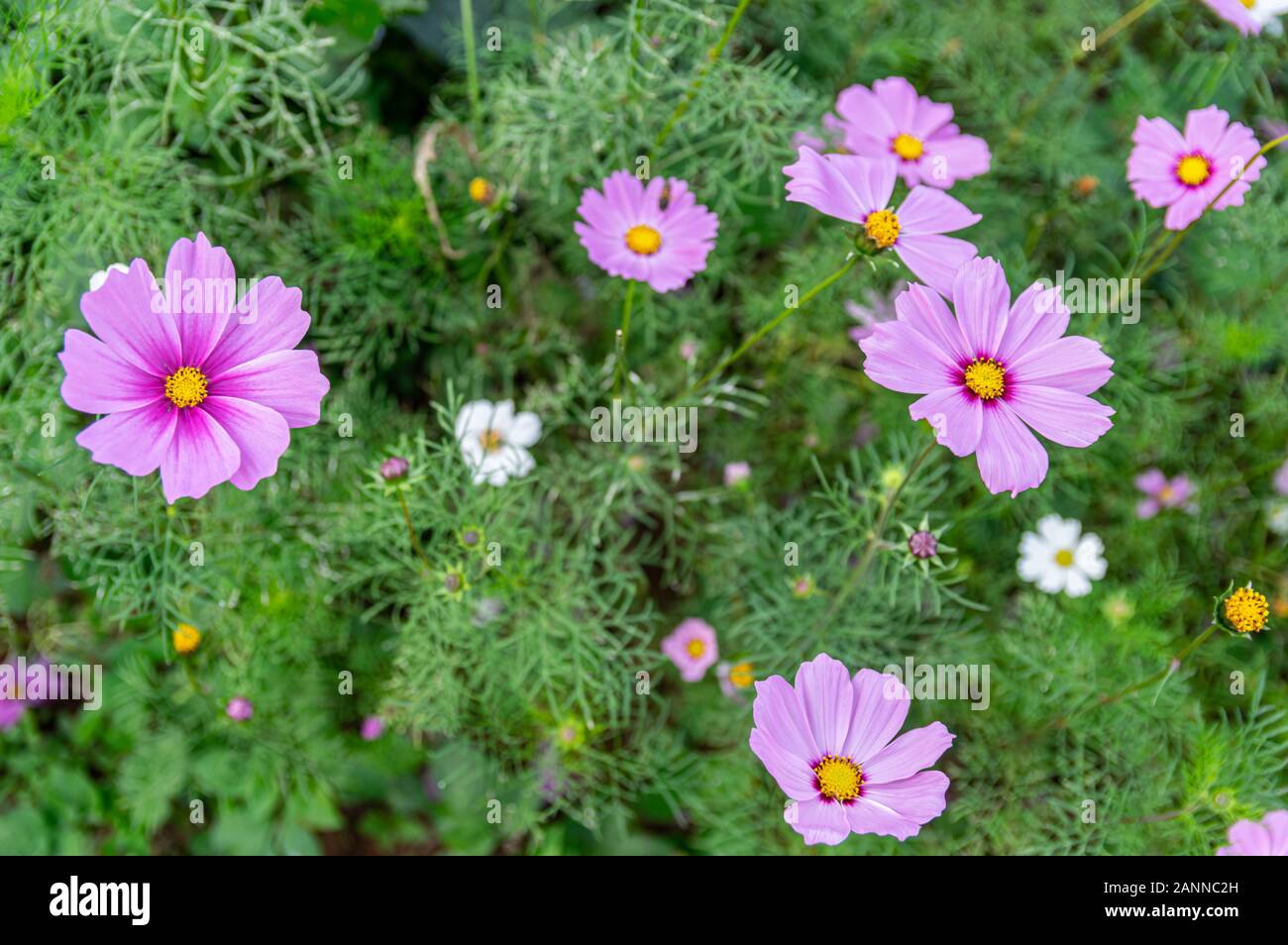 Bild von Rosa cosmos Flower - Ausgewählte konzentrieren Stockfoto