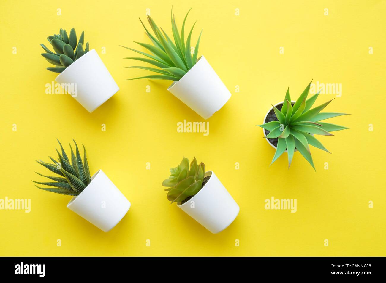 Flach der verschiedenen Haus Topfpflanzen auf gelbem Hintergrund minimal Creative Home Decor Konzept. Stockfoto