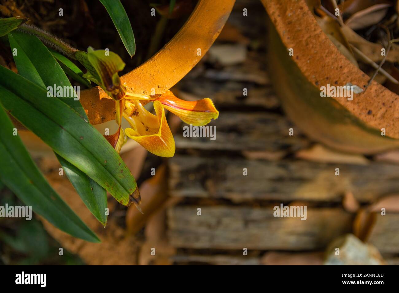Bild der Venus Slipper (Paphiopedilum gratrixianum) Orchidee im Hintergrund Blumentopf - Ausgewählte konzentrieren Stockfoto