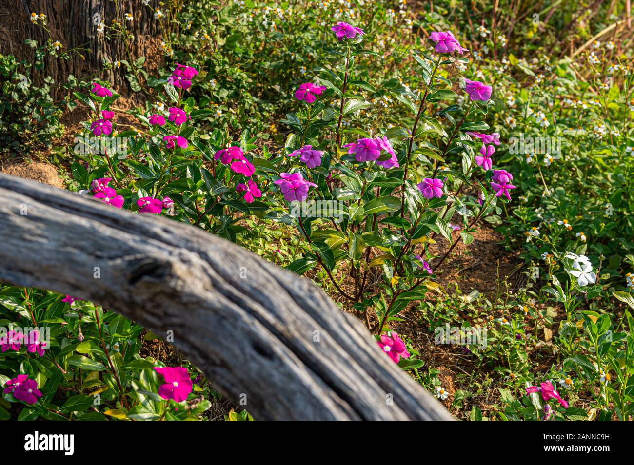 Bild von lila Blüten und Deadwood - Ausgewählte konzentrieren Stockfoto