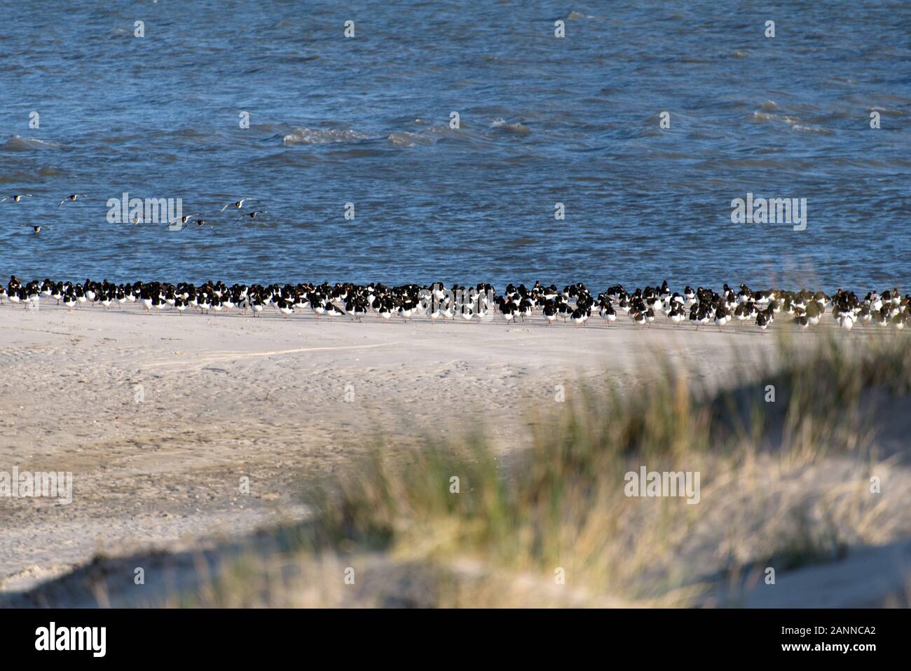 Vögel auf der nordfriesischen Insel Amrum Strand in Deutschland Stockfoto