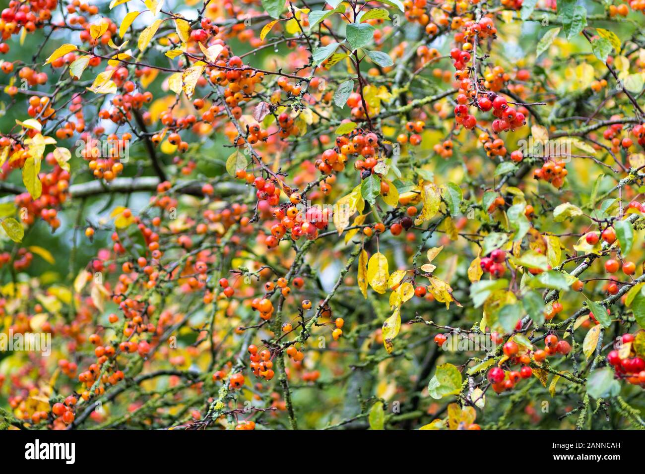 Zierpflanzen Apfelbaum mit Äpfeln, Malus Everest im Herbst Stockfoto