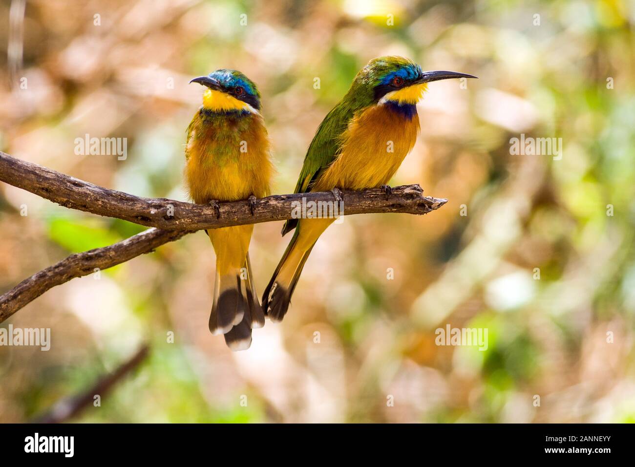 Little Bee Eaters (Merops pusillus), Yeha, Tigray Region, Äthiopien. Stockfoto