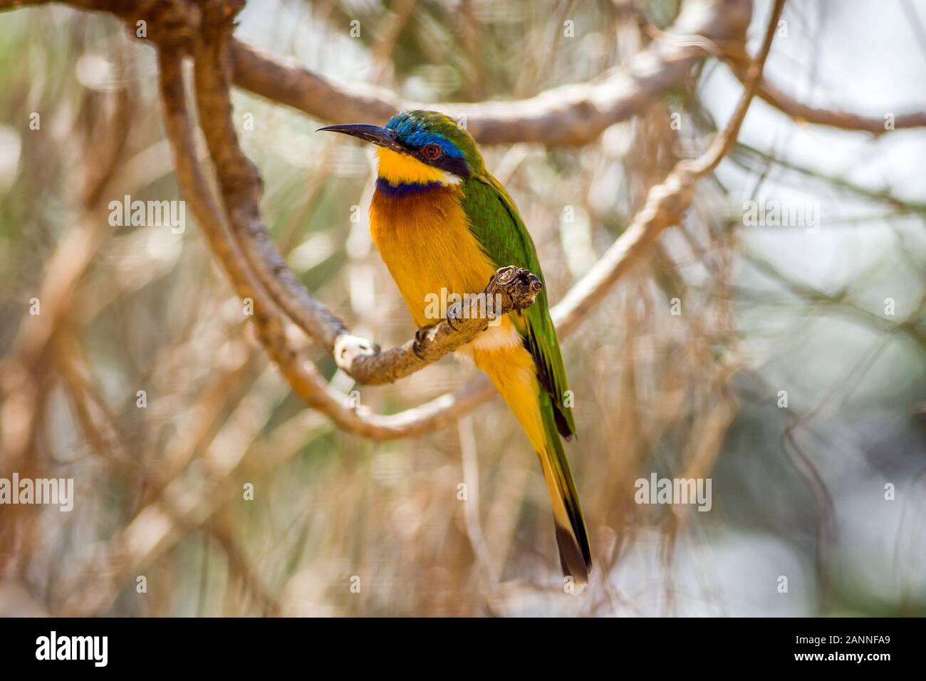 Kleine Biene Esser (merops Pusillus), Yeha, Tigray Region, Äthiopien. Stockfoto