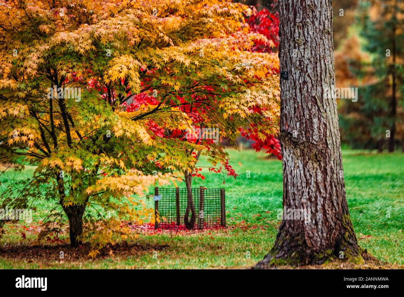 Rot, Gelb und Grün bunte Blätter der britischen Herbst. Stockfoto