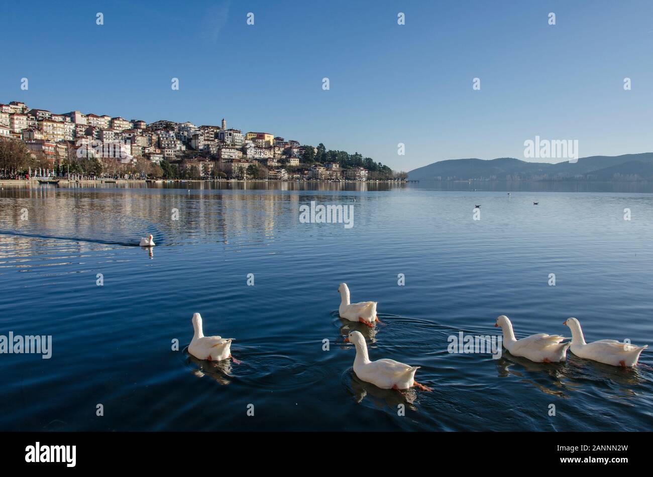 Kastoria City, Griechenland - Ducks in Lake Orestiada - Kostur City, Mazedonien Stockfoto