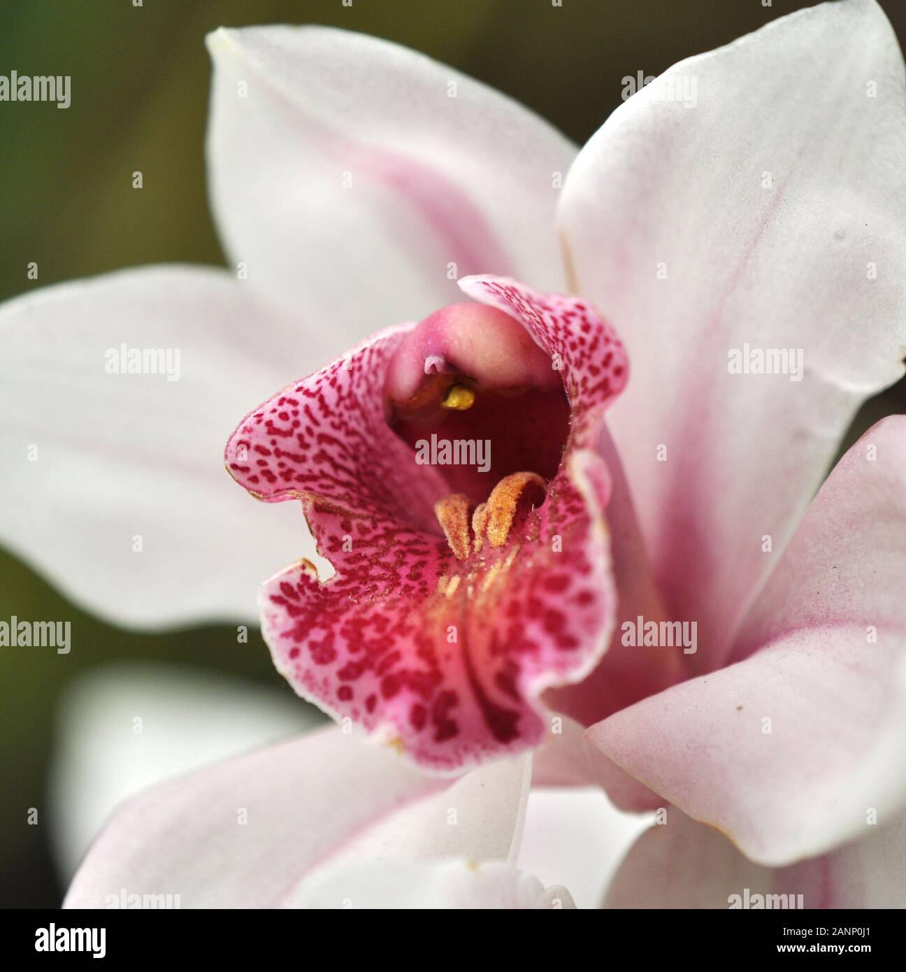 In der Nähe einer pinkfarbenen Orchideenblüte Stockfoto