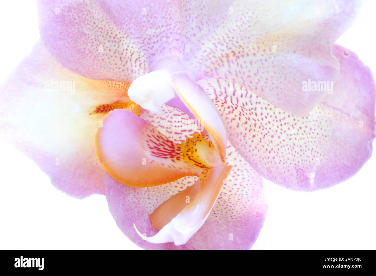 In der Nähe einer pinkfarbenen Orchideenblüte Stockfoto