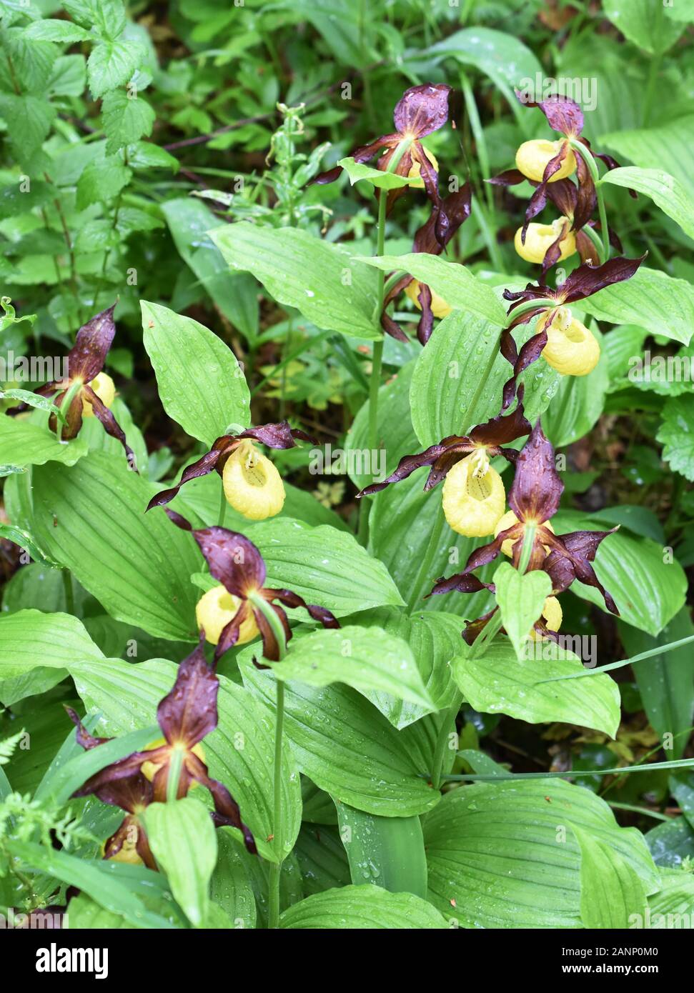 Große Gruppe von Orchideenblumen aus Damen-Pantoffeln, Cypripedium calceolus in der Natur Stockfoto