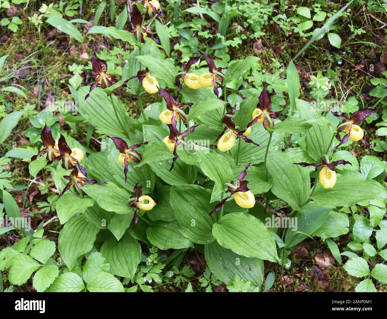 Große Gruppe von Orchideenblumen aus Damen-Pantoffeln, Cypripedium calceolus in der Natur Stockfoto