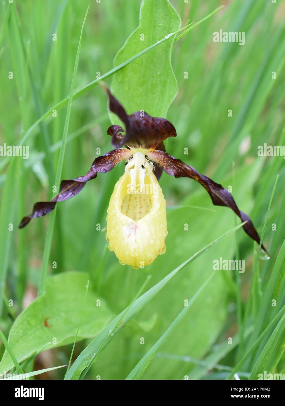 Damen-Pantoffel-Orchideenblume Cypripedium calceolus in der Natur Stockfoto