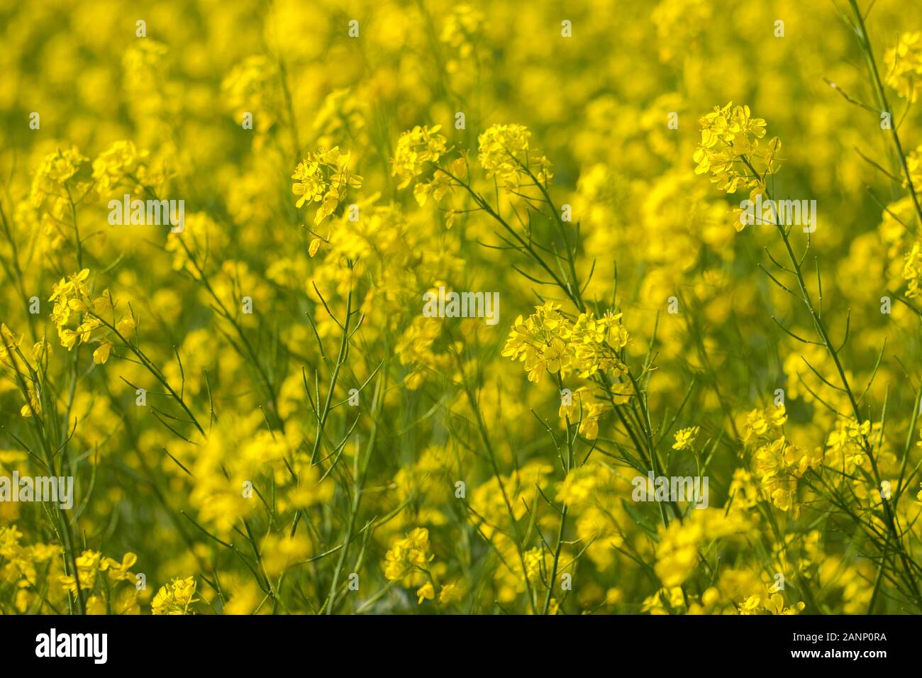 Selektiver Fokus des Feldes der gelben Senfblumen Stockfoto