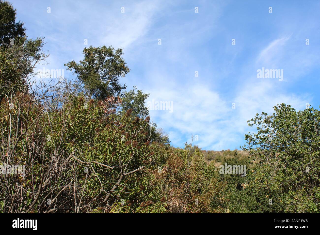 Der will Rogers State Park liegt in den Santa Monica Mountains, wo viele Pflanzen aus Südkalifornien im Lebensraum Chaparral konkurrieren. Stockfoto