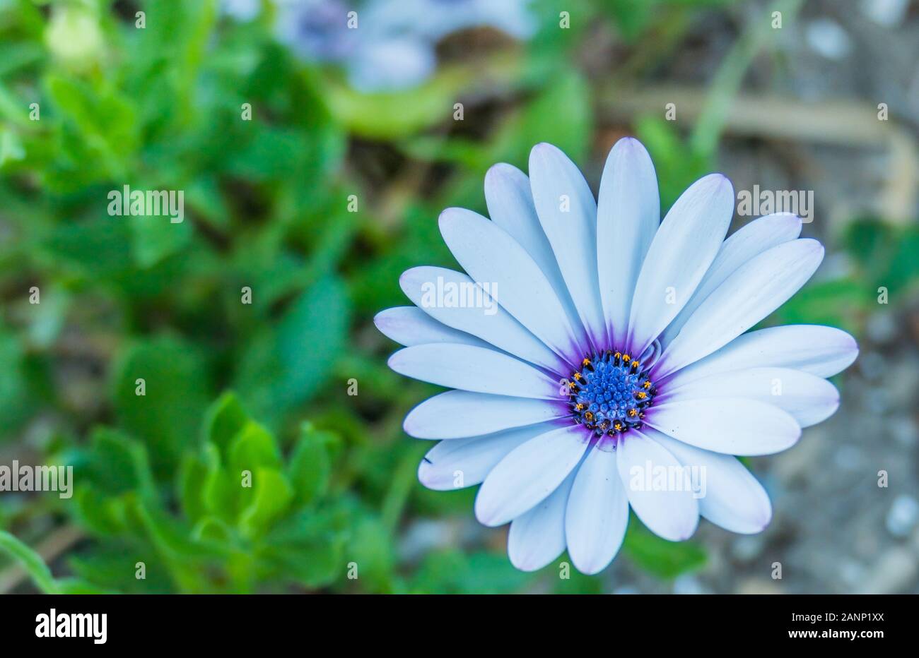Blume weiß Cape daisy Blue Centre osteospermum asteraceae Detailansicht im Freien Stockfoto