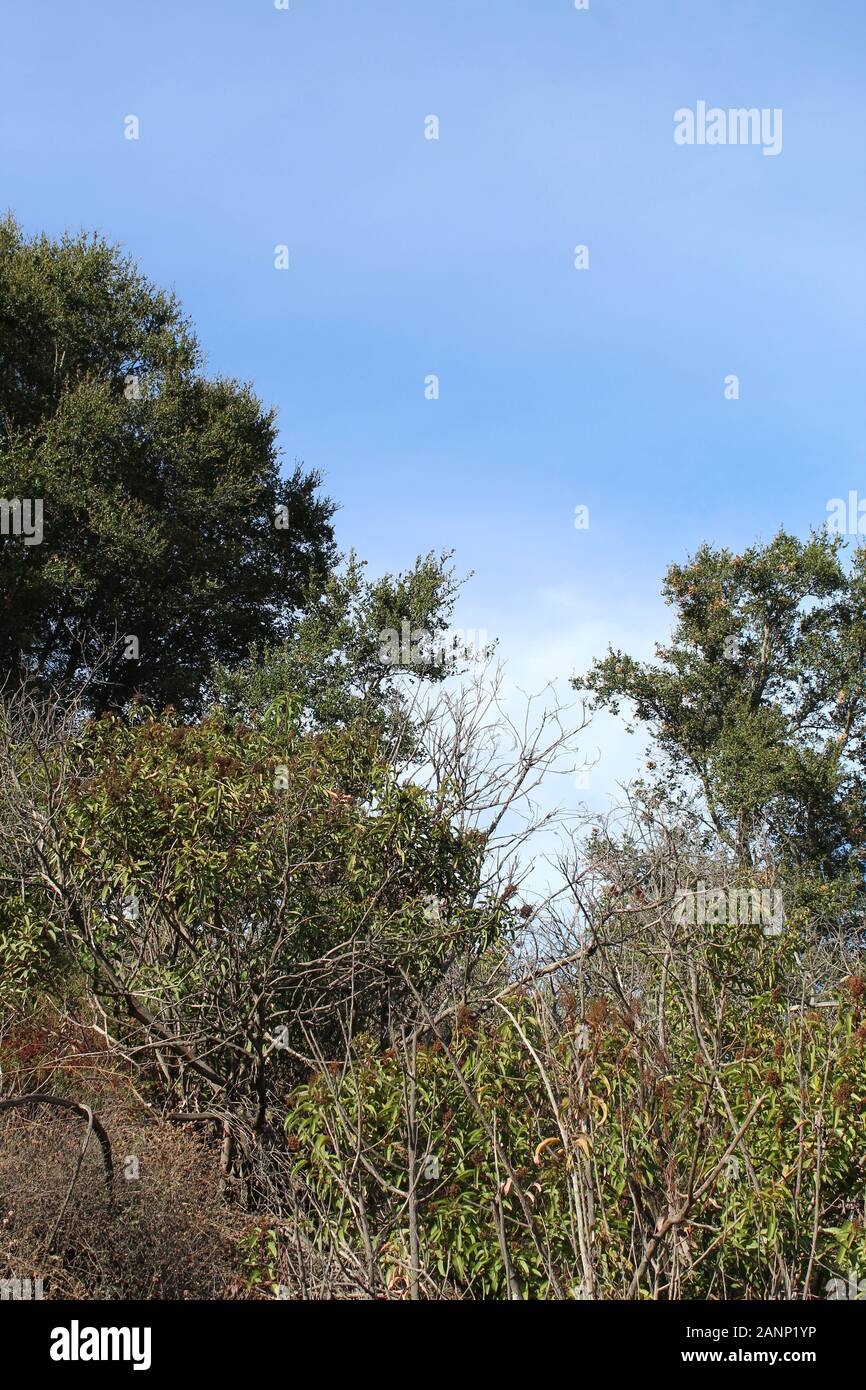 Der will Rogers State Park liegt in den Santa Monica Mountains, wo viele Pflanzen aus Südkalifornien im Lebensraum Chaparral konkurrieren. Stockfoto