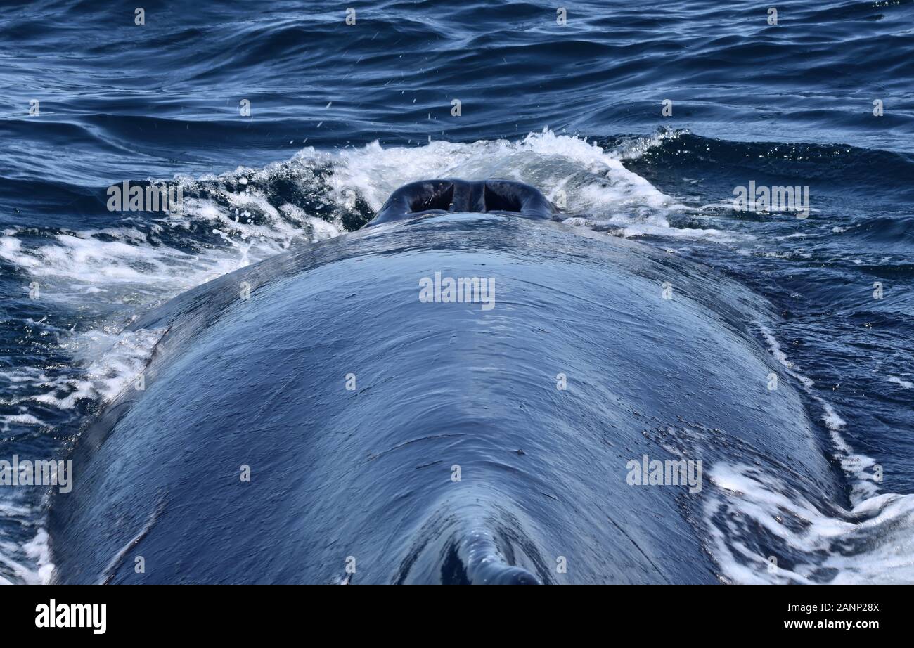 Der einmalige Blick auf zwei Nasenlöcher geöffnet (Lunker) auf einem buckelwal Kopf. Ansicht von hinten nach vorn schauen. (Megaptera novaeangliae) Stockfoto