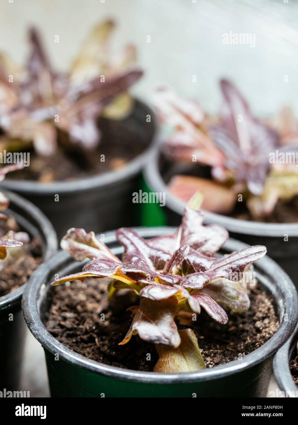 Lose - Blatt Salat (Var. Hussarde/Devil's Ear) wächst in Töpfen im Innenbereich unter Licht wachsen. Stockfoto