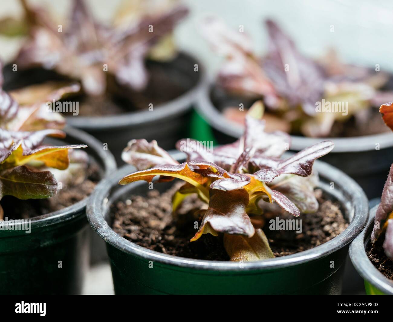 Lose - Blatt Salat (Var. Hussarde/Devil's Ear) wächst in Töpfen im Innenbereich unter Licht wachsen. Stockfoto