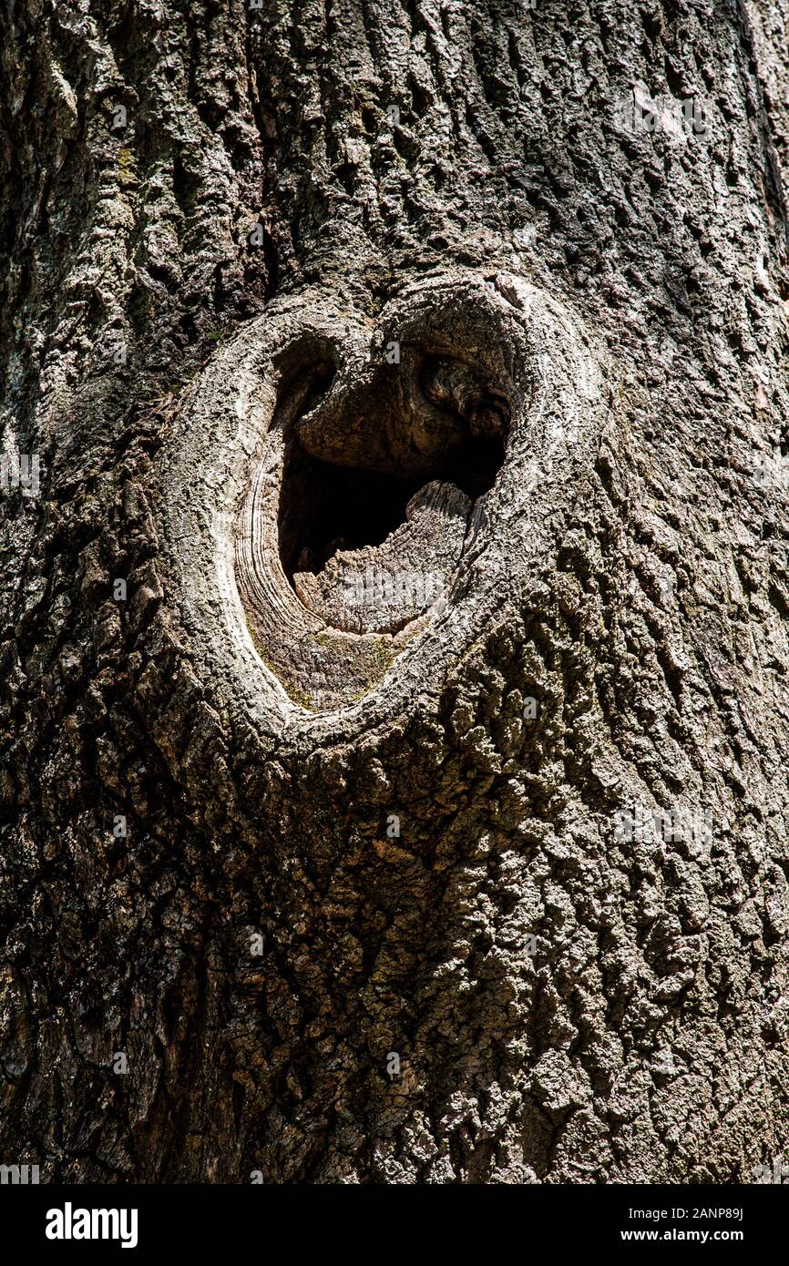 Herzförmige baum Hohlraum, Valentinstag Herz, Longwood Gardens, Kennett Square, Pennsylvania, USA, (eine von zwei Größen) Fs 16.21 MB, 300ppi Stockfoto