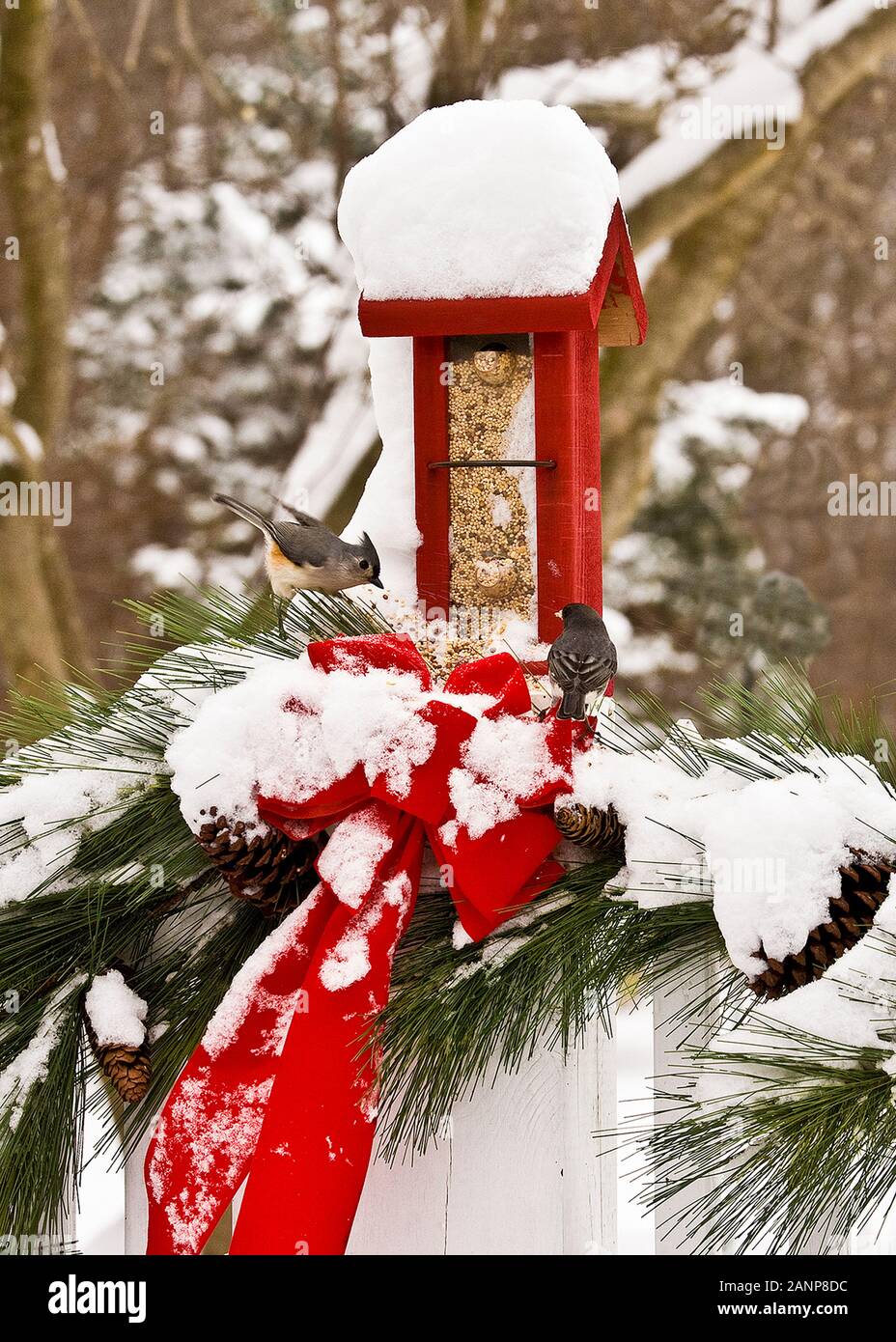 Winter Vogelfutterhäuschen im Schnee in einem Hinterhof, Monroe Township, New Jersey, USA, Winter Garden Birdfeeder Vogelfutterhäuschen Christmass, Weihnachten pt Stockfoto