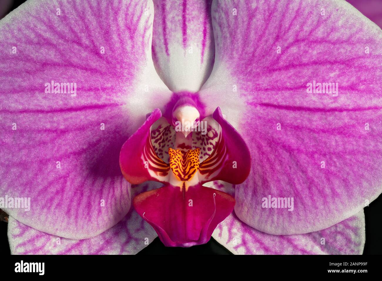 Nahaufnahme Makro Foto von einem blühenden Orchidee Stockfoto