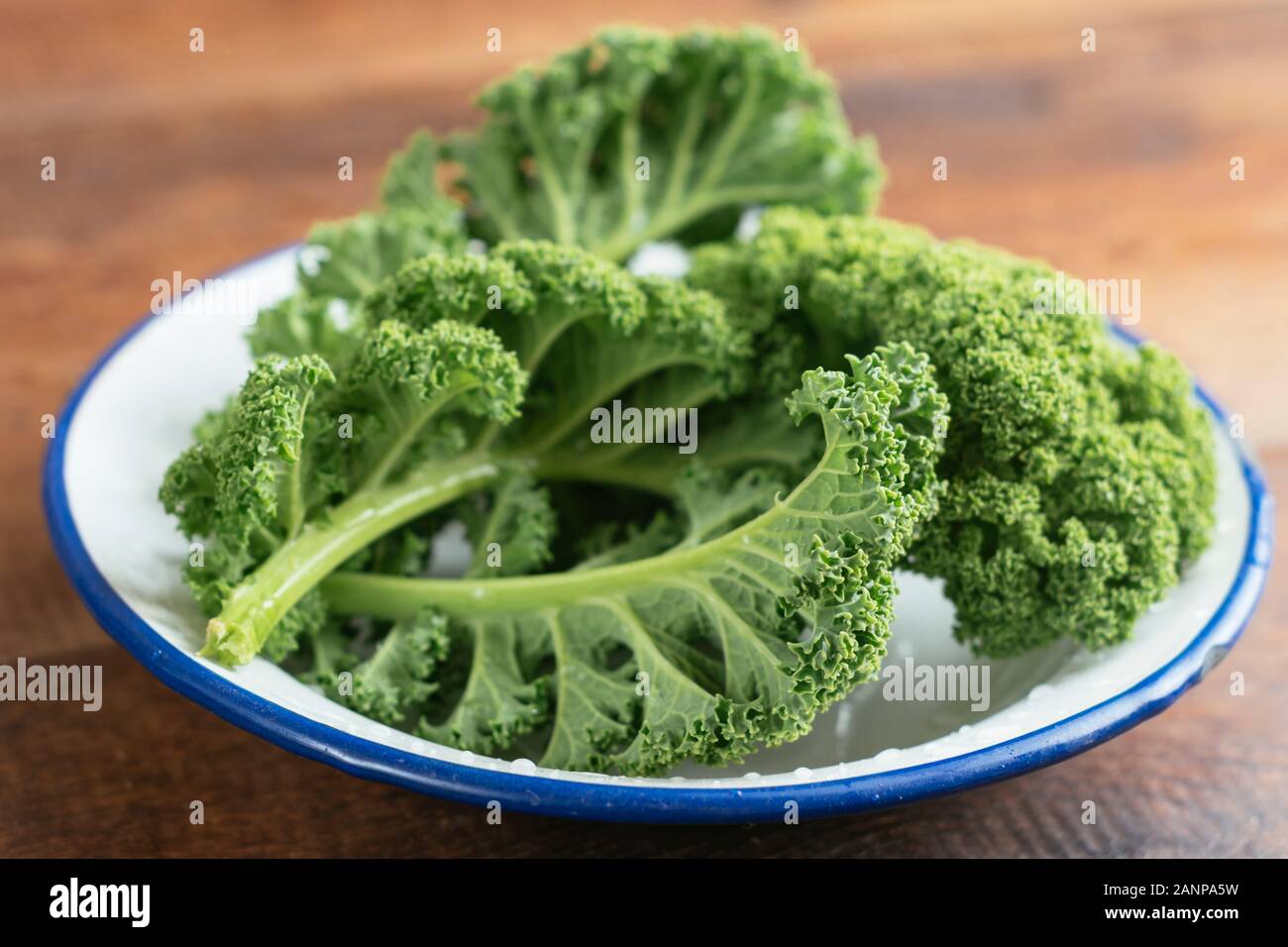 Frischen Grünkohl Blätter aus dem Garten. Stockfoto