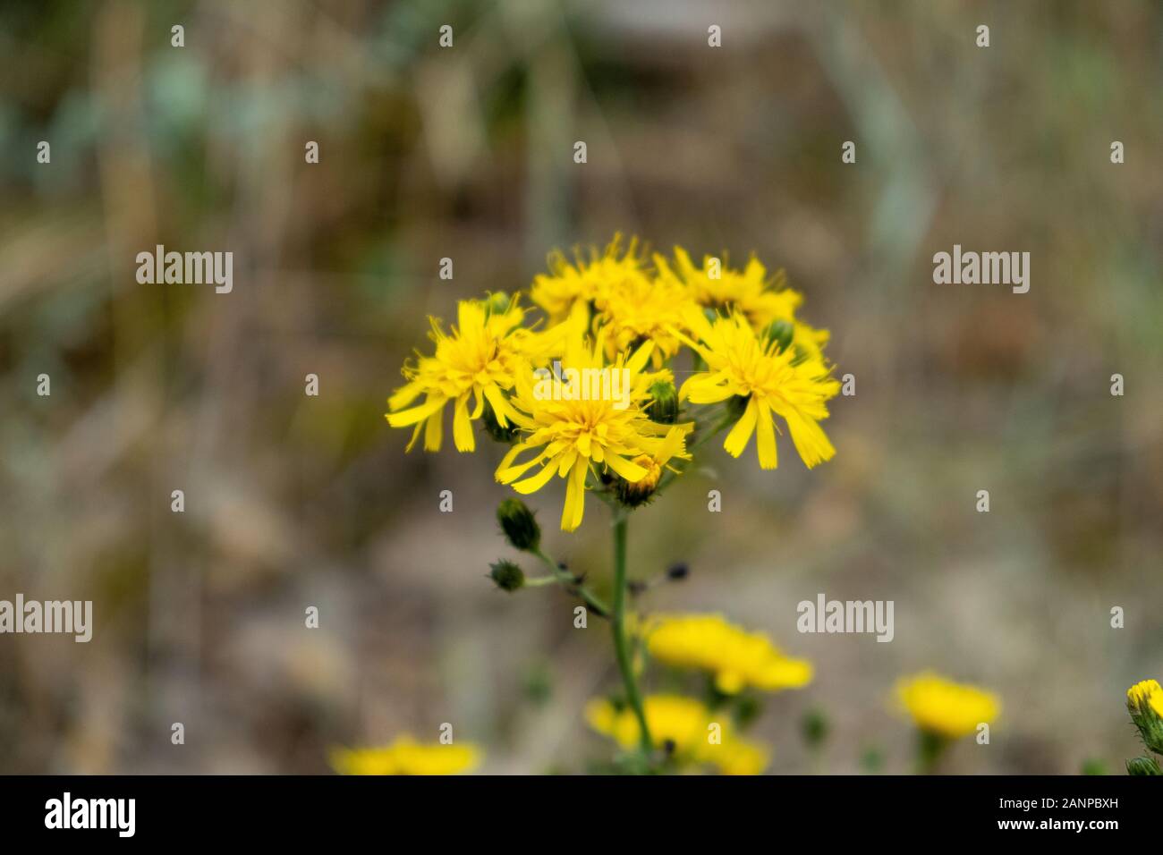 Die wunderbare Wiese - pippau (Crepis biennis) im Sonnenlicht. Stockfoto