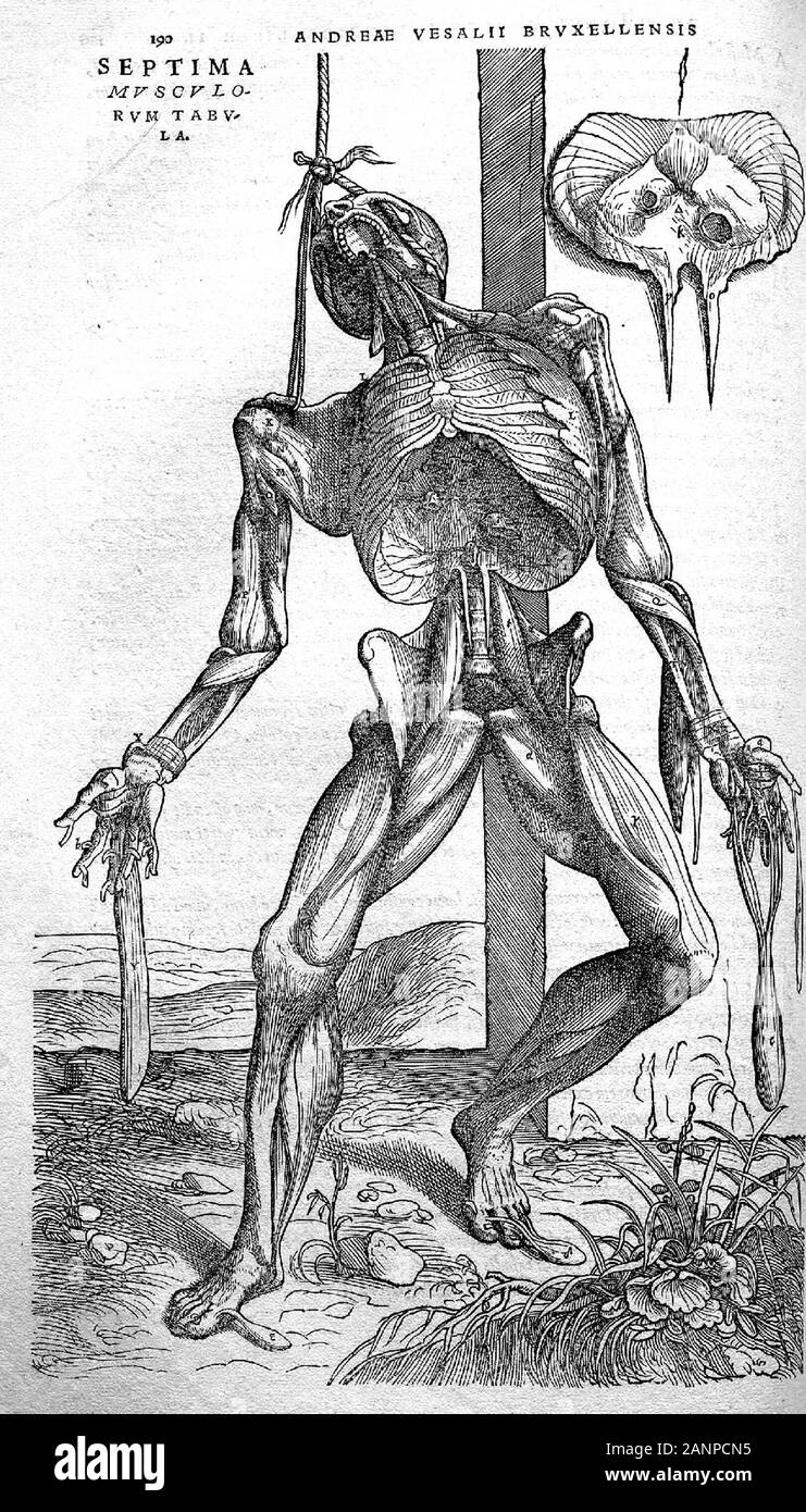 Illustrationen aus De Humani Corporis Fabrica libri septem' auf das Gewebe des menschlichen Körpers in sieben Bücher" von Andreas Vesalius. Bücher über die menschliche Anatomie im Jahre 1543 veröffentlicht. Stockfoto