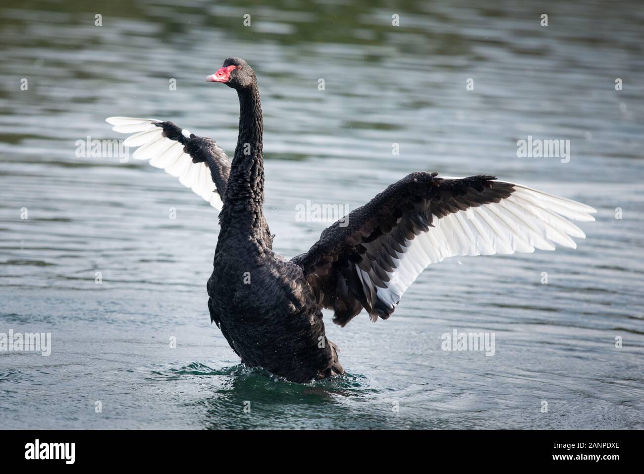 Black Swan mit Flügeln wild Western Spring Park in Auckland öffnen Stockfoto