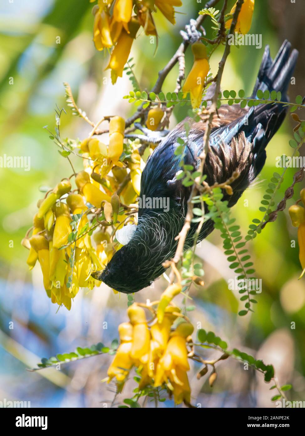 Tui vogel Fütterung auf gelben Blüten der einheimischen Kowhai Baum Stockfoto