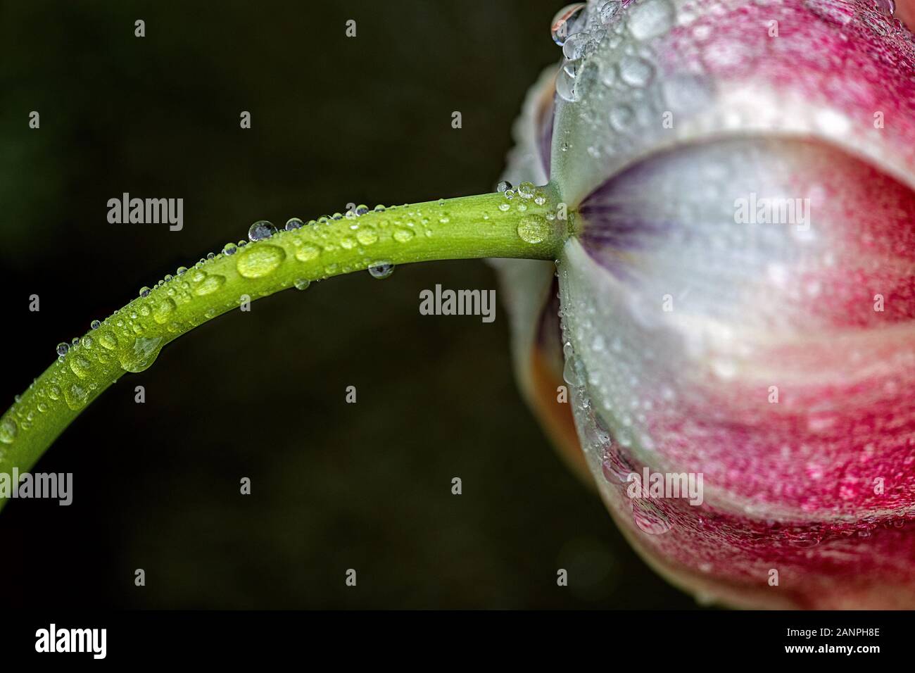 Seitenansicht der Stamm und die Unterseite der Blütenblätter durch genäßt viele Tropfen Stockfoto