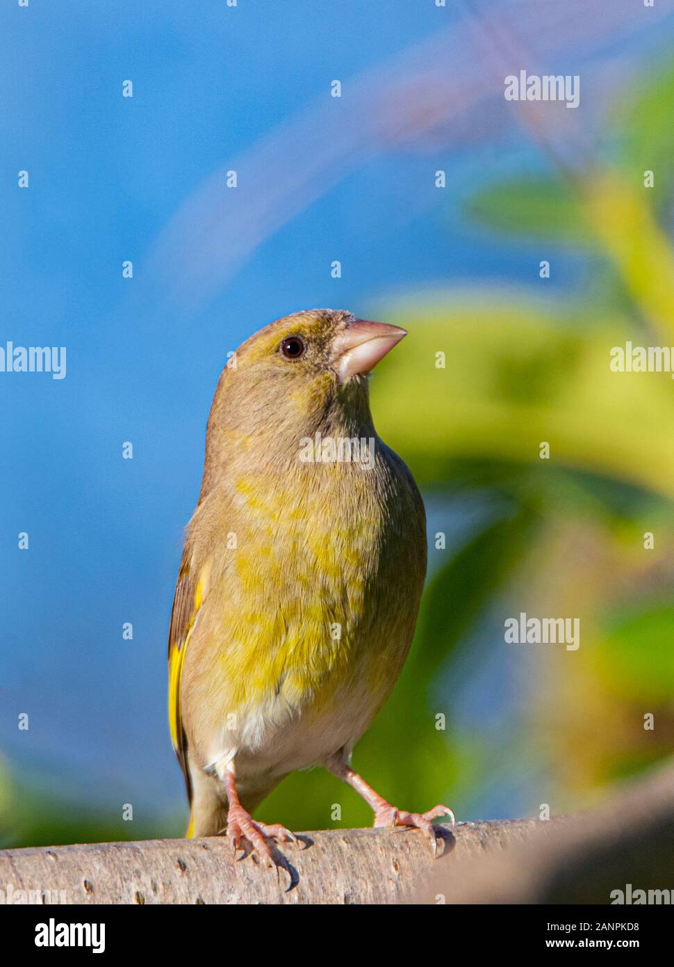 Grünfink, Chloris Chloris, thront auf einem Zweig in einem Vereinigten Königreich Garten, Januar 2020 Stockfoto