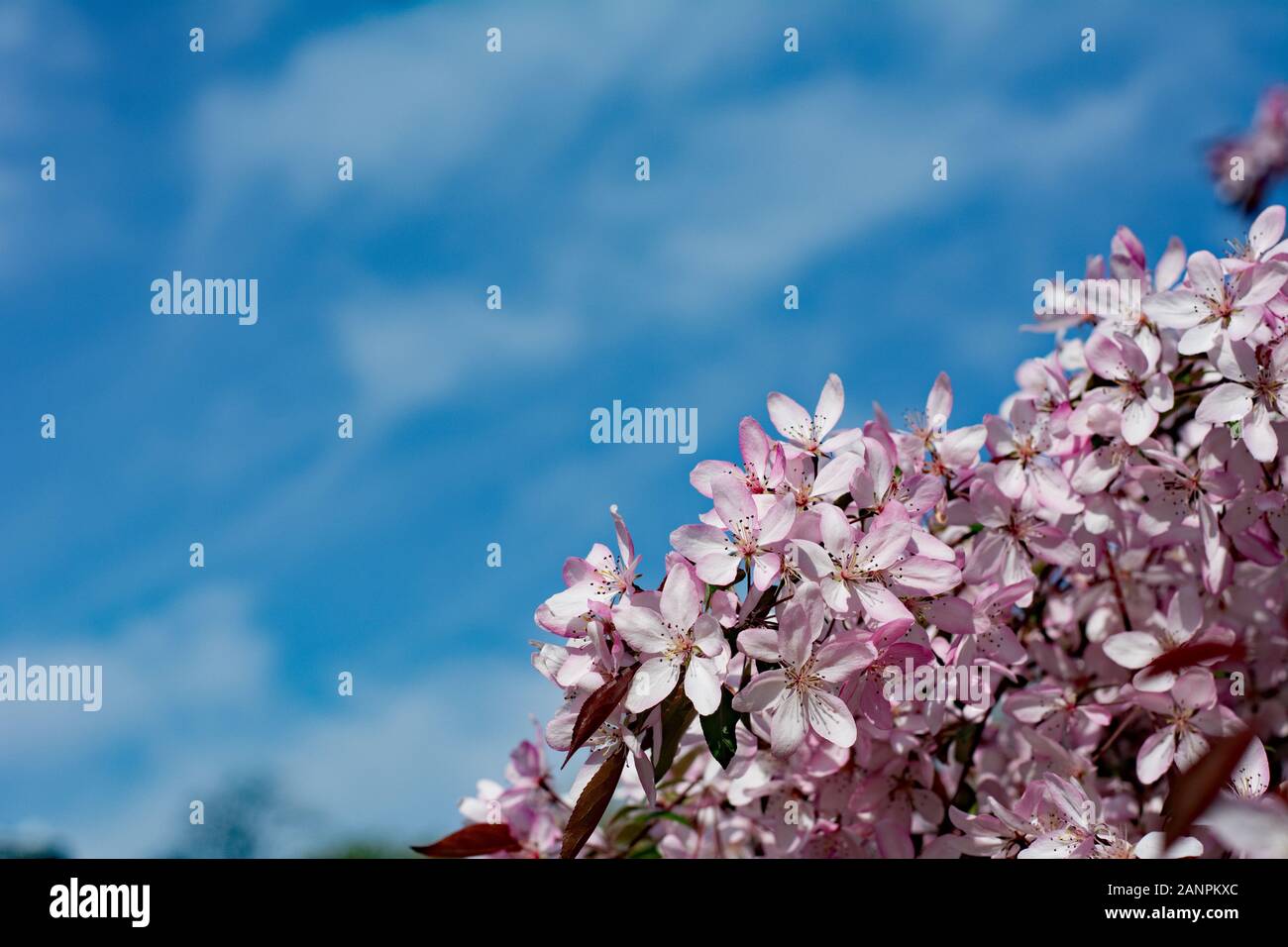 Rosa Pflaume Blüte gegen den blauen Himmel - Kopie Raum Stockfoto