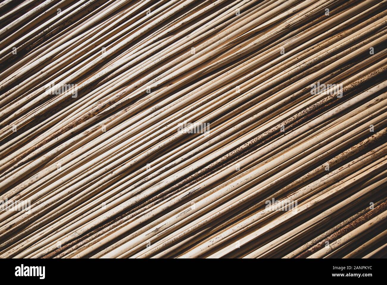 Hintergrund mit Schilf, diagonale, horizontale Ausrichtung. Stockfoto