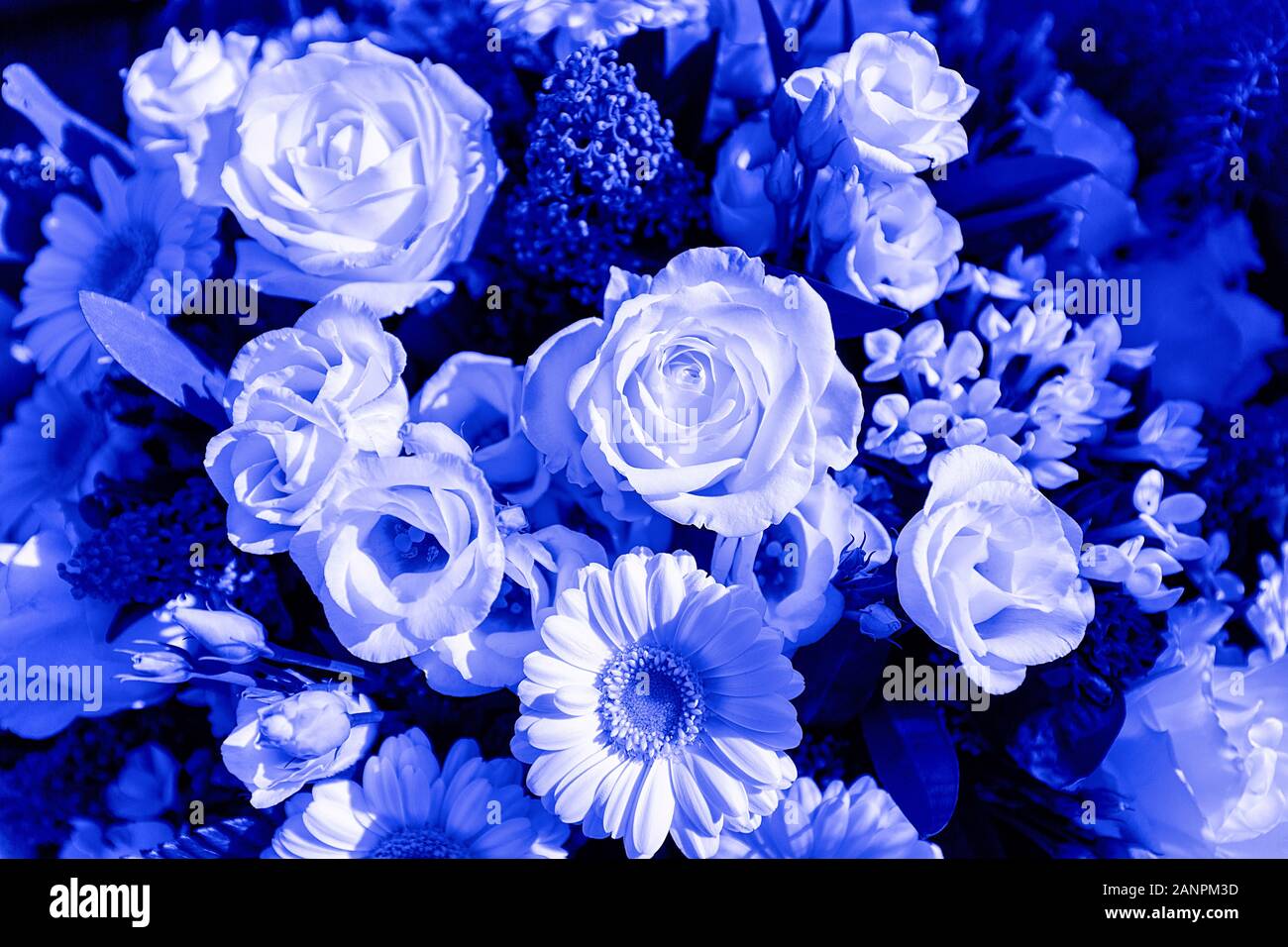 Blumen auf blau Pantone Stockfoto
