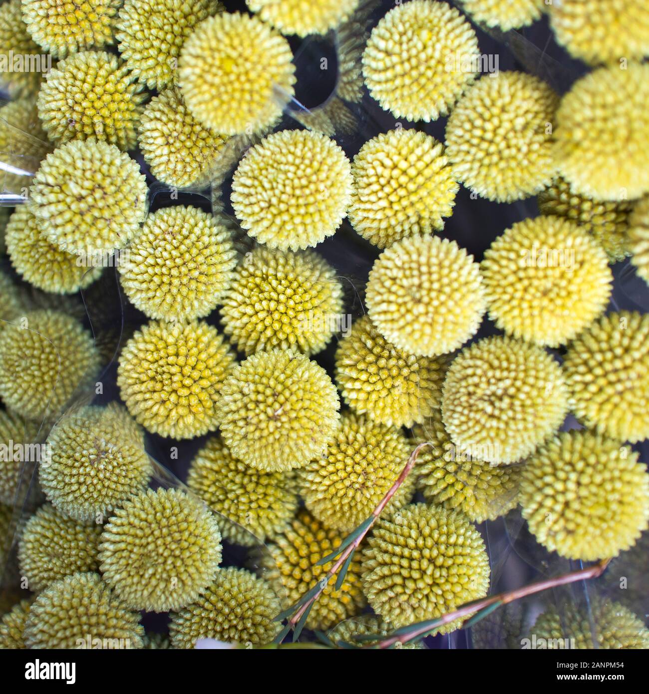 Gelbe Blumen in der Vase. Craspedia. Billy Kugeln. Trommelstöcke. Weißer Hintergrund Stockfotografie
