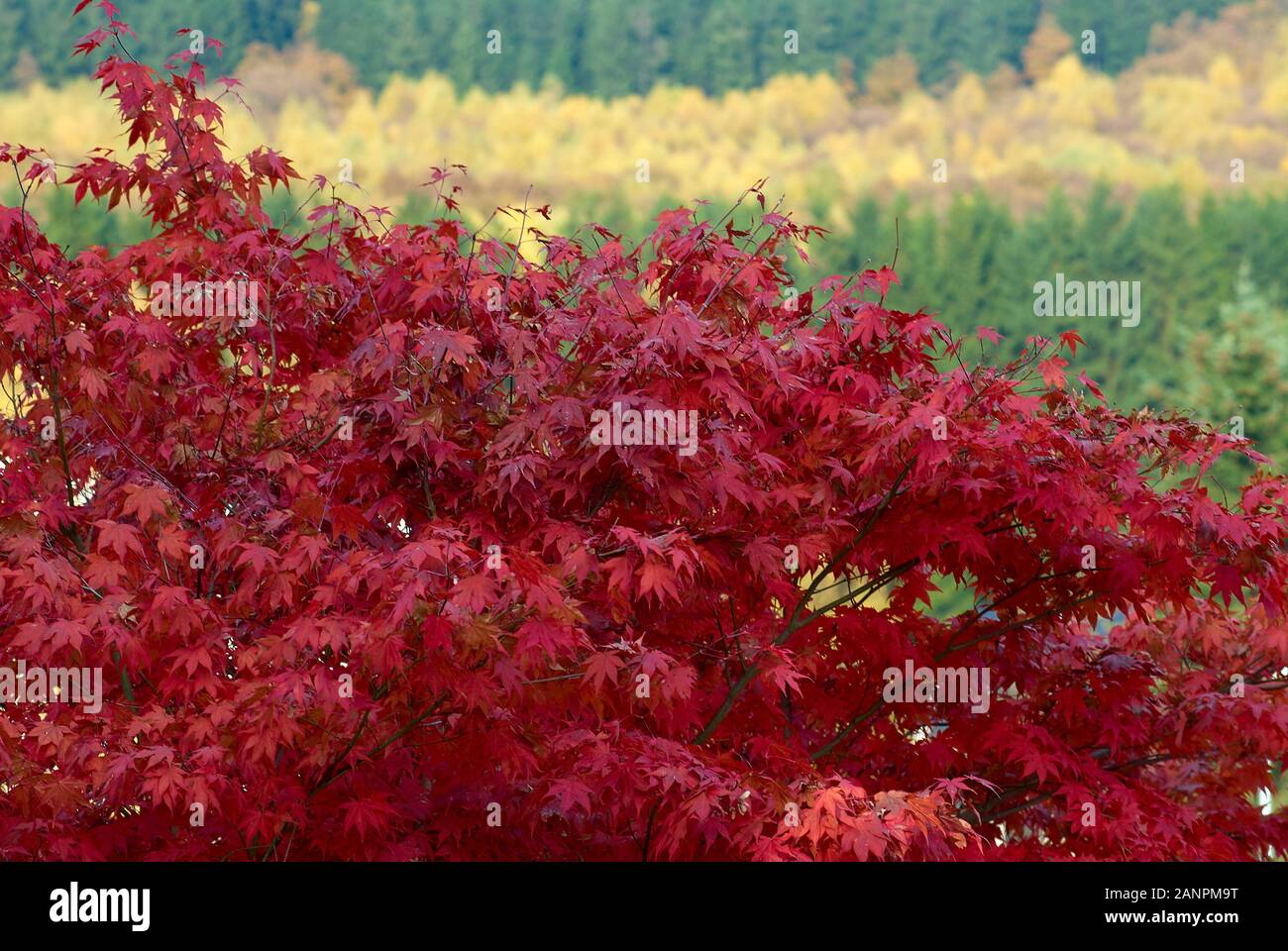 Massives rotes Laub des japanischen Ahorns Stockfoto