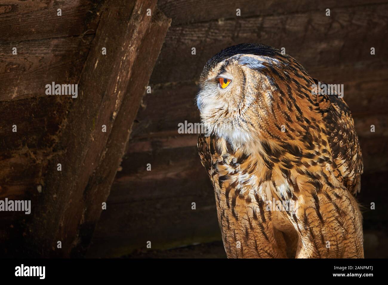 Nahaufnahme von eine eurasische Adler-Eule (Bubo Bubo) Stockfoto