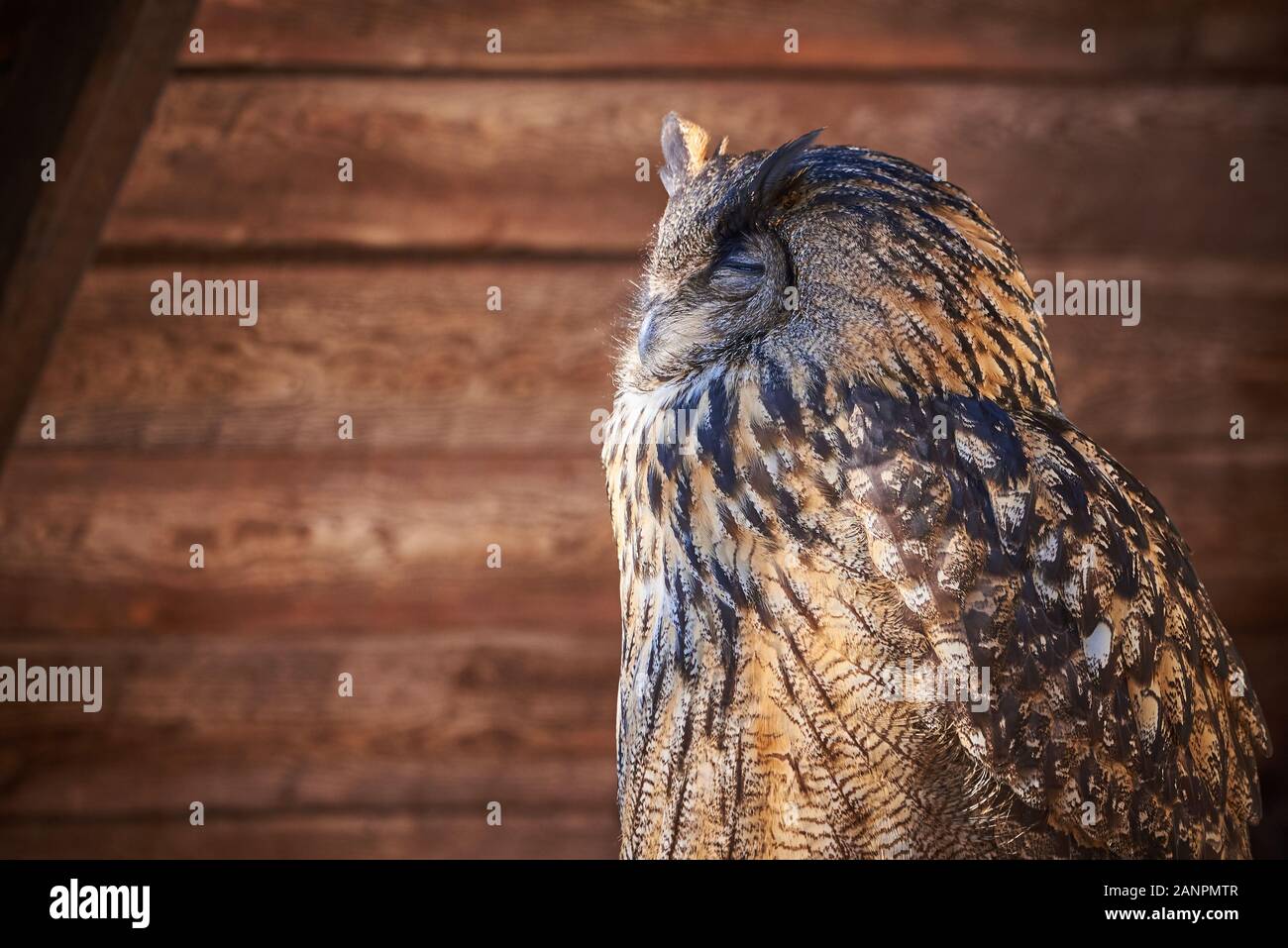 Nahaufnahme von eine eurasische Adler-Eule (Bubo Bubo) Stockfoto