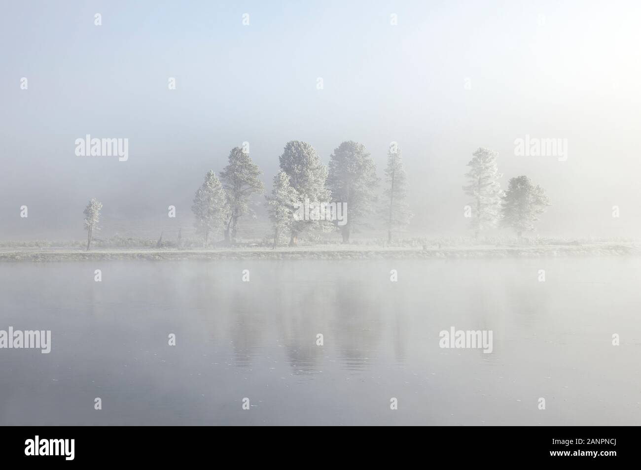 WY 02848-00 ... WYOMING - Frosty nebligen Morgen im Hayden Valley, Yellowstone National Park. Stockfoto