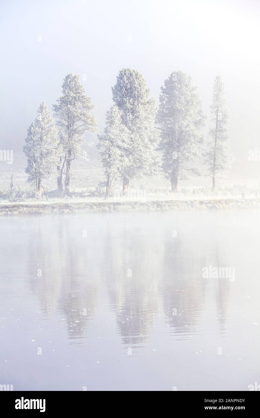 WY 02849-00 ... WYOMING - Frosty nebligen Morgen im Hayden Valley, Yellowstone National Park. Stockfoto