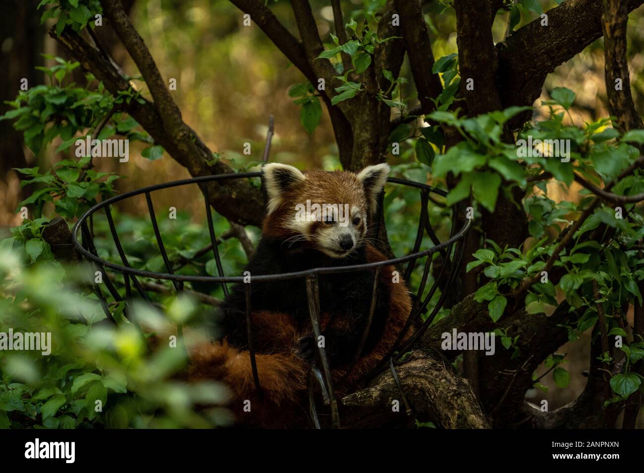 Red Panda im Zoo im Central Park in New York City, Wildnis von New York City Zoo Stockfoto