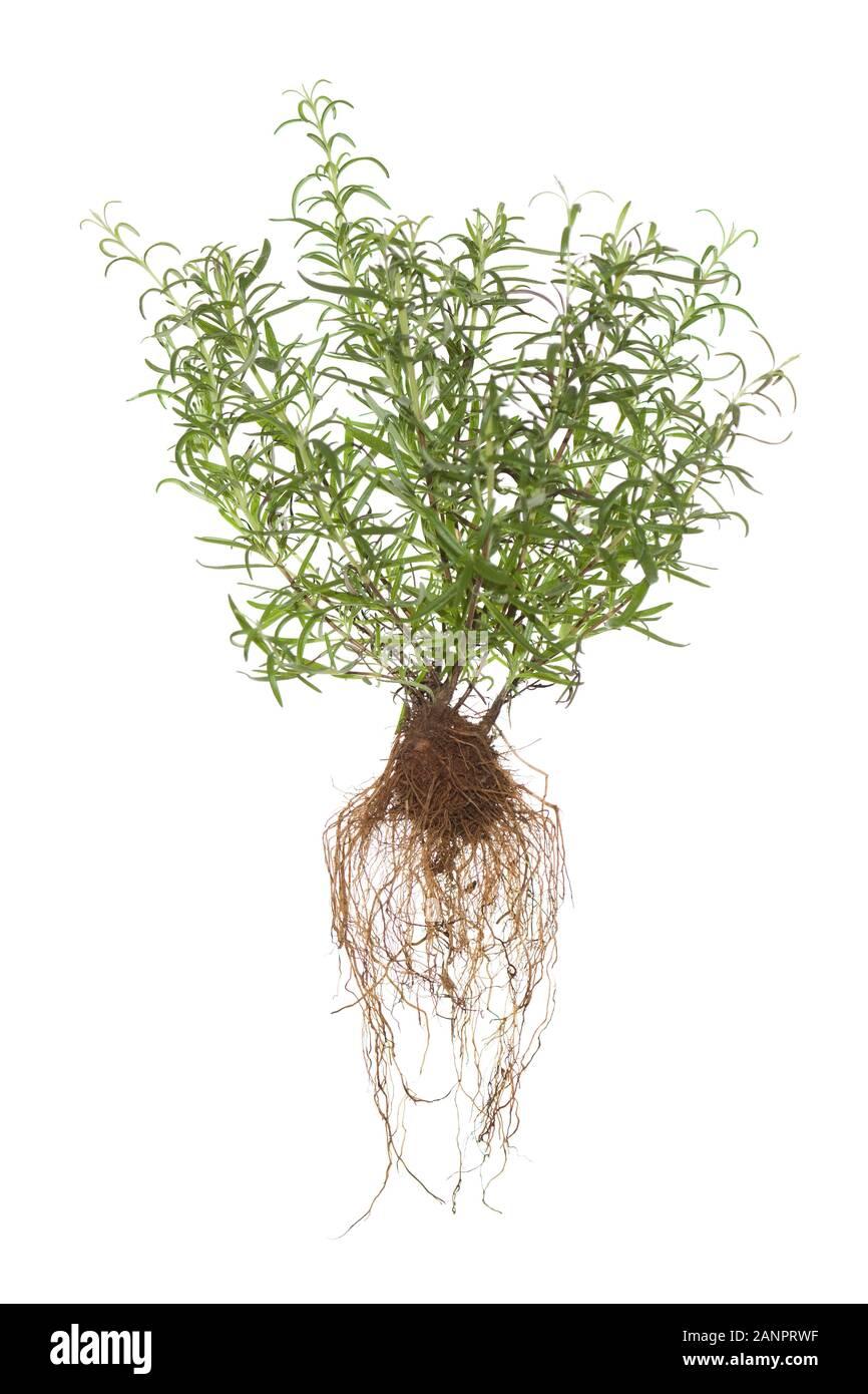 Ganze Rosmarin Pflanze mit Wurzeln auf isoliert weißer Hintergrund Stockfoto