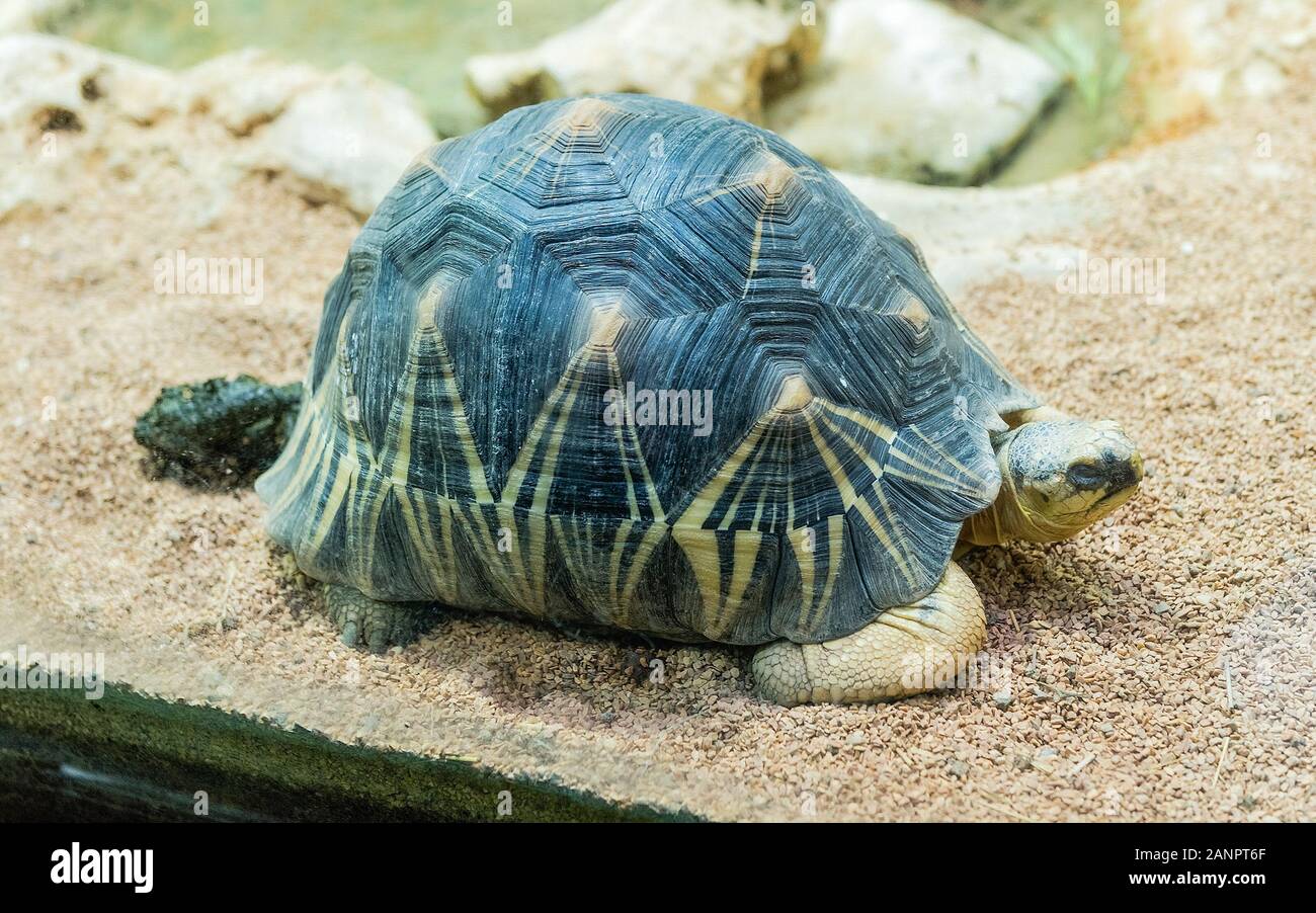 Die abgestrahlte Schildkröte, endemischen Schildkröte aus dem Süden von Madagaskar in einem Zoo Park Umgebung Stockfoto