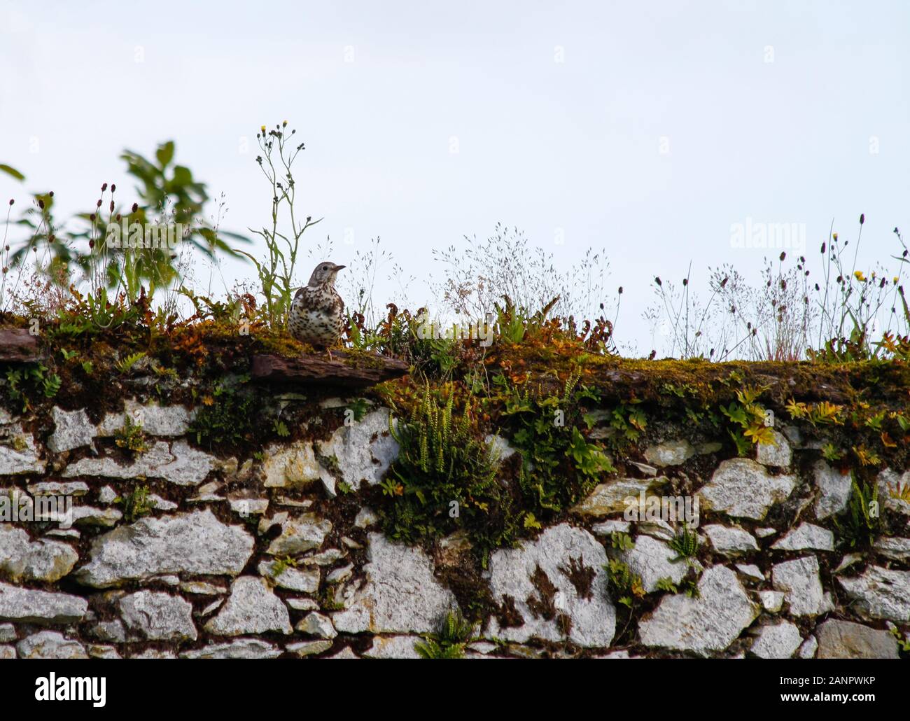 Song Thrush Bird, Turdus philomelos, thront auf alter Steinwand mit Moos und wildgrünen Pflanzen. Wilder Garten in Cork, Irland, Mauer aus trockenem Stein. Stockfoto